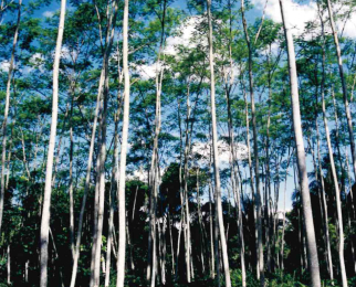 大地から生まれた木は、大地に帰したい。